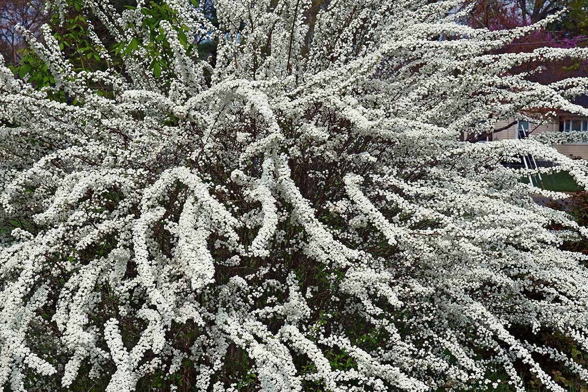 A close up horizontal image of a large 'Bridal Wreath' spirea shrub covered in white flowers.