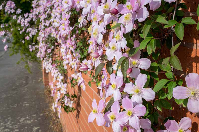 A close up horizontal image of pink spring-flowering clematis spilling over a brick wall.