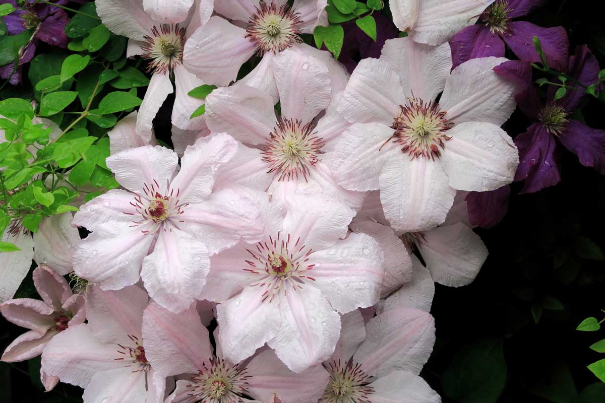A close up of pink and white 'Pink Fantasy' flowers with contrasting dark pink center, growing in the garden, on a dark soft focus background.