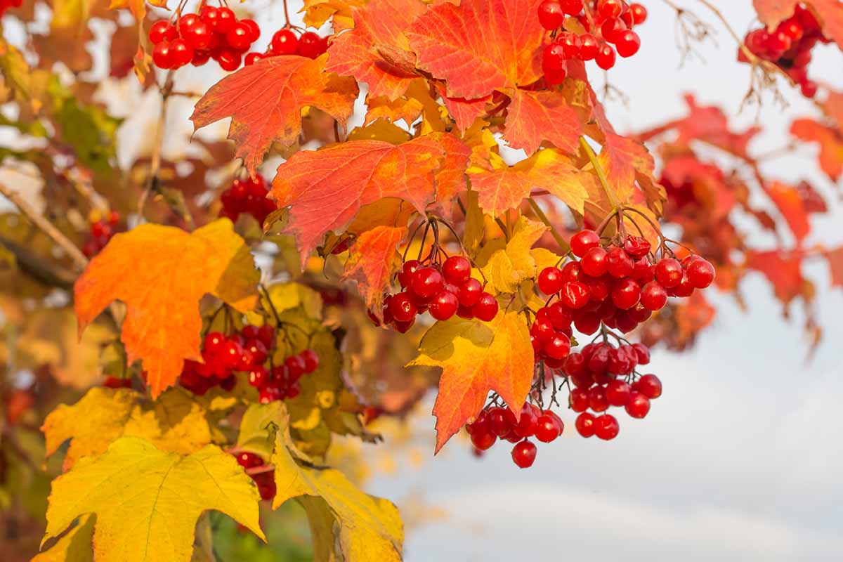 A close up horizontal image of the colorful fall foliage and red drupes of a viburnum shrub.