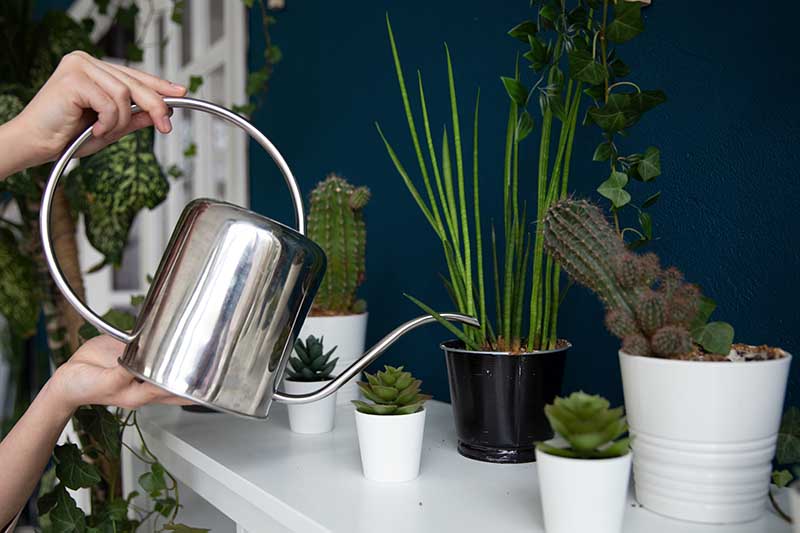 A close up horizontal image of an indoor gardener using a metal watering can to irrigate a selection of houseplants.