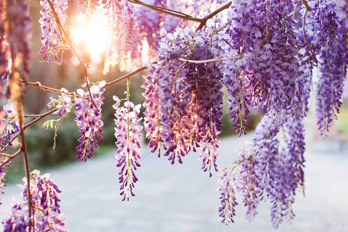 A close up horizontal image of purple wisteria flowers blooming in evening sunshine pictured on a soft focus background.