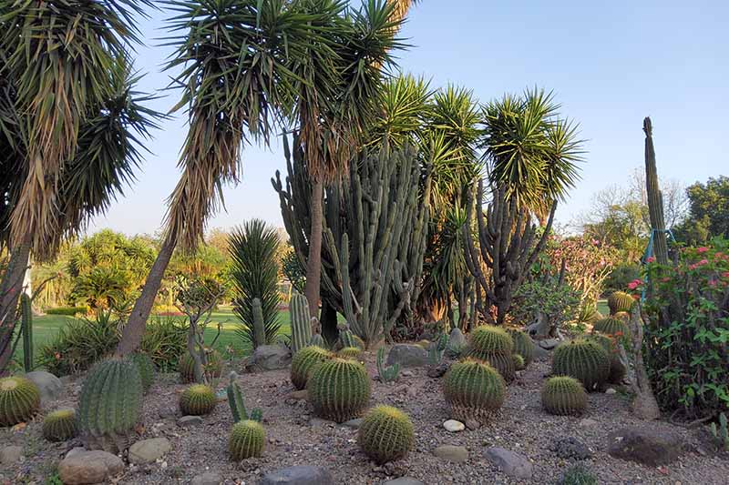 A horizontal image of a xerophytic garden with a selection of cacti and succulents.