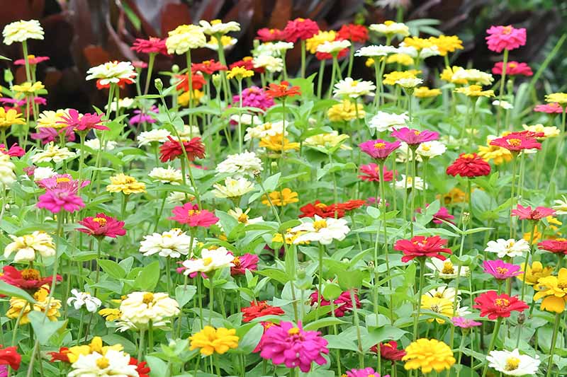 A close up horizontal image of a large swath of different colored zinnias growing in the garden.