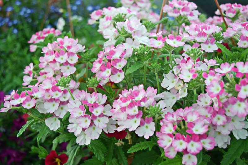Bicolor pink and white verbena flowers