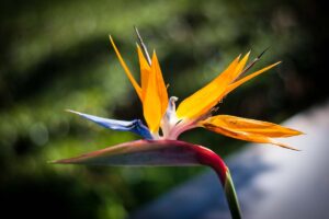 A close up horizontal image of a bird of paradise flower (Strelizia reginae) pictured on a soft focus background.