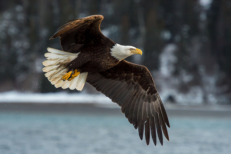 A close up horizontal image of an American bald eagle flying over a body of water, pictured on a soft focus background.