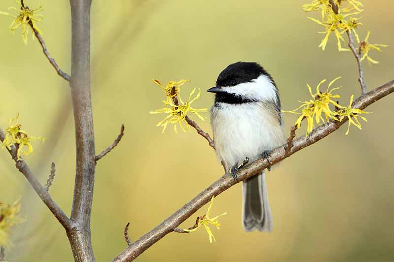 A black and white chickadee perched on a branch with small yellow flowers, on a tan background.