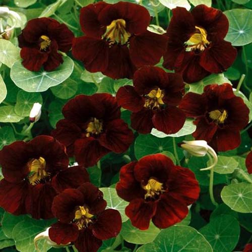 A close up of the deep red, almost black flowers of the 'Black Velvet' nasturtium cultivar, pictured growing in the garden, surrounded by green foliage in light sunshine.