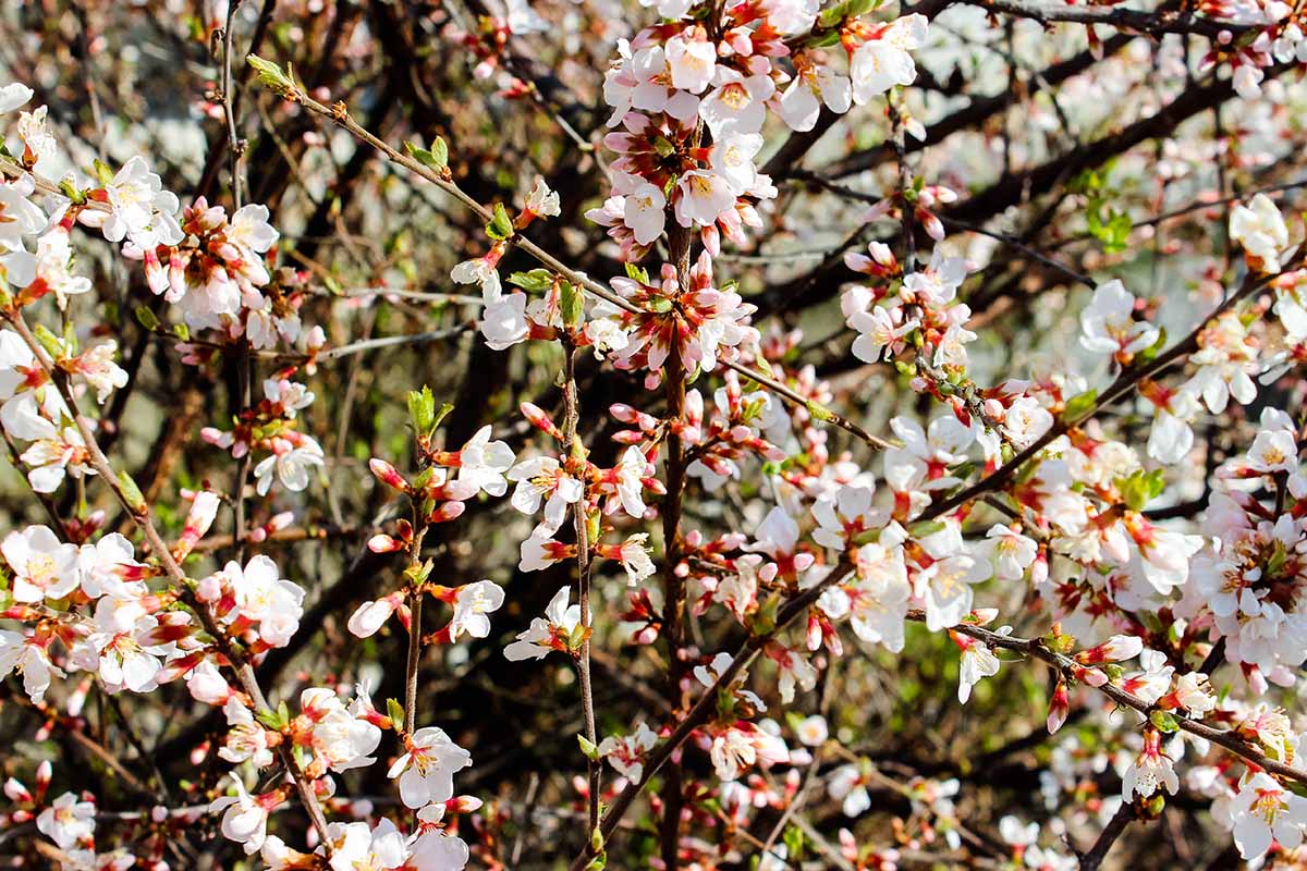 A close up horizontal image of plum blossoms growing in the garden.