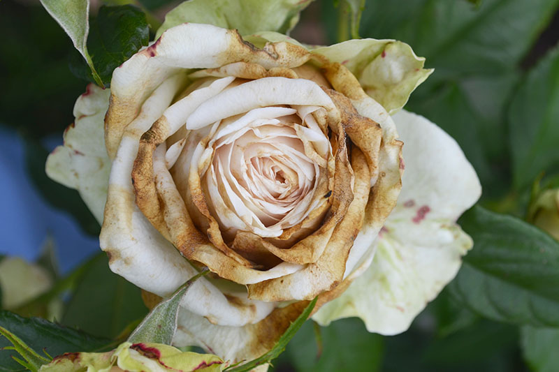 A close up of a rose bloom suffering from botrytis blight. The petals are going brown and drying out. The background is soft focus.