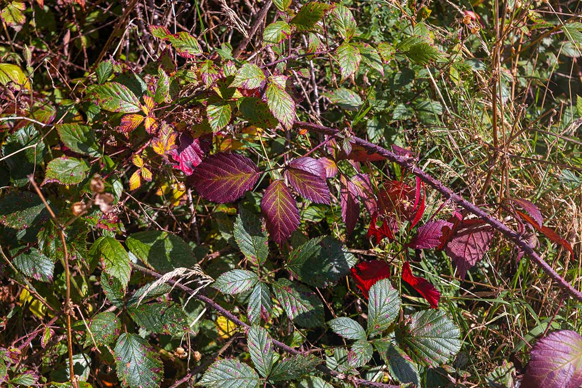 A close up horizontal image of brambles growing wild in the fall.