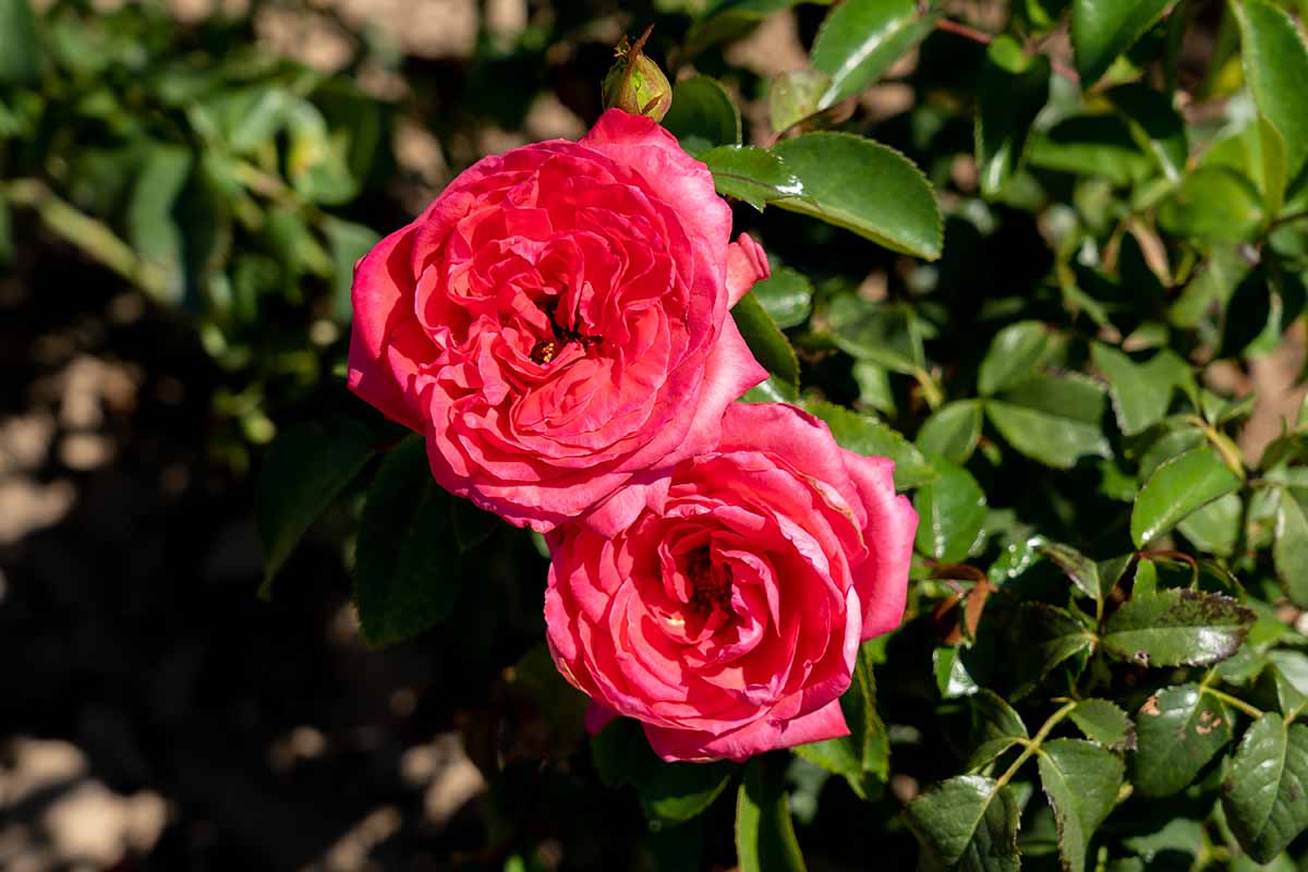 A close up horizontal image of two red 'Fiji' roses growing in the garden pictured in bright sunshine on a soft focus background.
