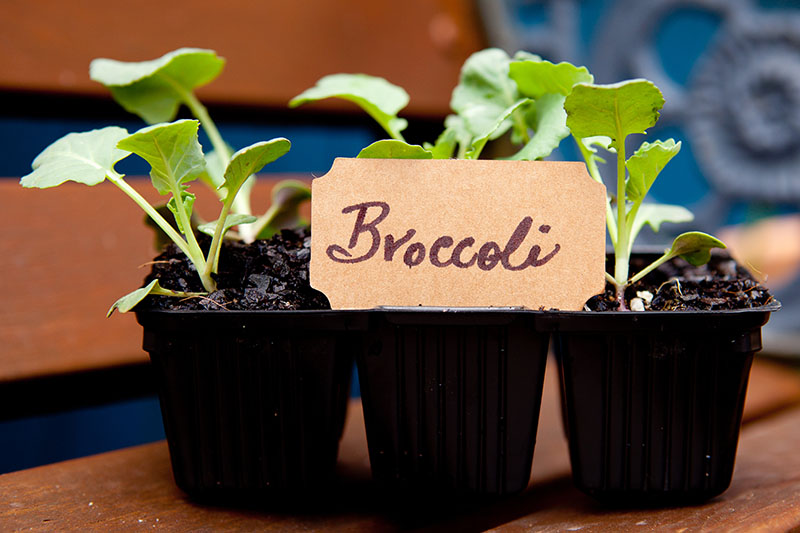 A close up of a black seedling tray containing broccoli seedlings set on a wooden surface on a soft focus background.