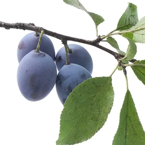 A close up of blue 'Brooks' fruits and foliage isolated on a white background.