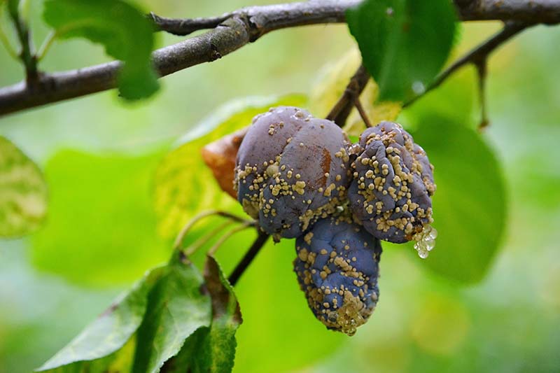 A close up horizontal image of ripe plums showing symptoms of brown rot, pictured on a soft focus background.