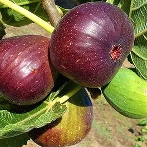 A close up square image of 'Brown Turkey' figs pictured in bright sunshine.