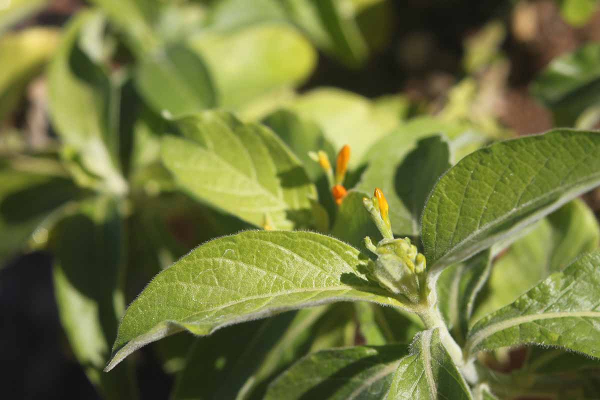 A close up horizontal image of the foliage and flower buds of Justicia spicigera, pictured in light sunshine on a soft focus background.