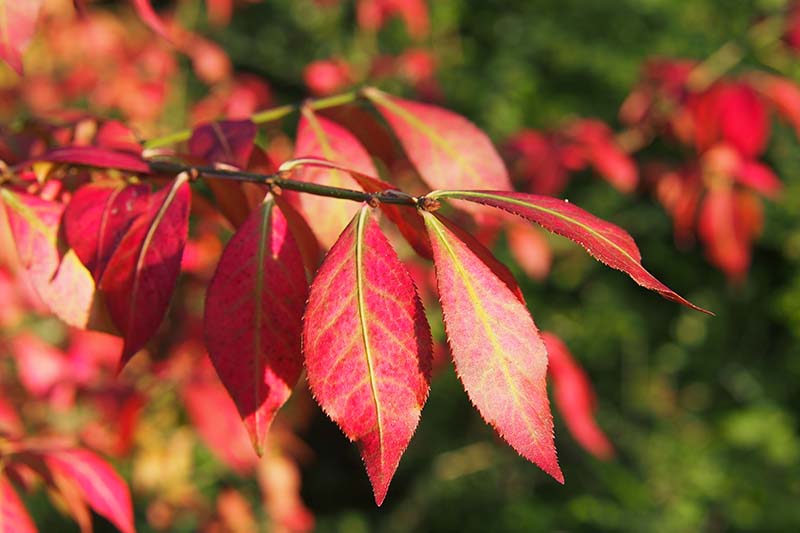A close up horizontal image of the bright red foliage of Euonymus alatus in the fall garden pictured in light sunshine on a soft focus background.