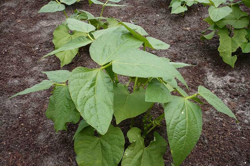 A close up of bush bean plants growing in the garden with rich, dark soil in the background.