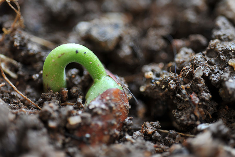 A close up of a Phaseolus vulgaris seed just starting to germinate and push through the dark rich soil.