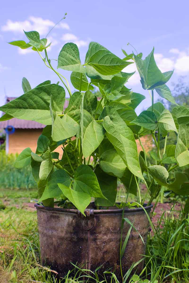 A close up vertical picture of a bush bean planted in a metal container with a house and garden scene in soft focus in the background.