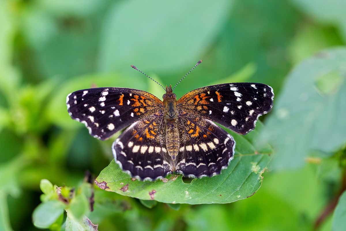 A close up horizontal image of a Texan crescent butterfly pictured on a soft focus background.