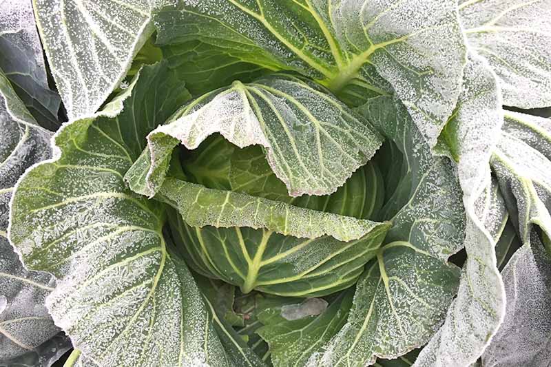 A close up of a dark green cabbage covered in frost. The center head is protected by the outer leaves, where most of the frost is concentrated.