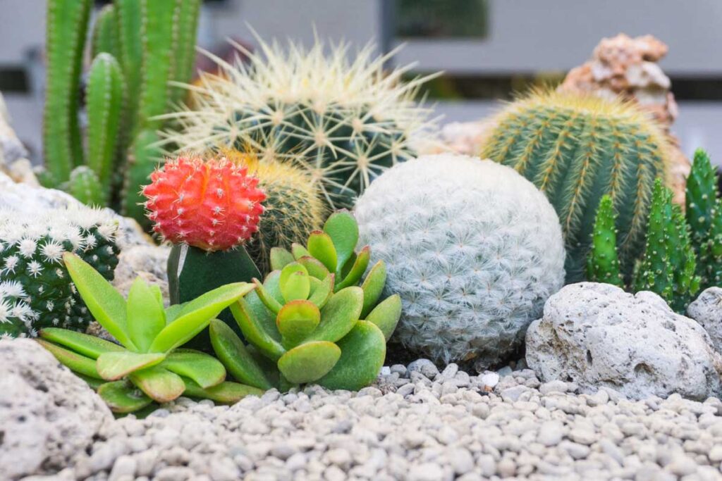 Variety of cactuses and succulents in a rock garden.