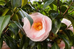 A close up horizontal image of a pink camellia flower surrounded by green foliage.