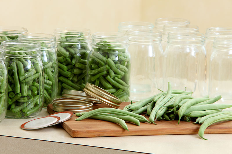A wooden chopping board with bush beans ready to be chopped and placed in the jars behind for canning.