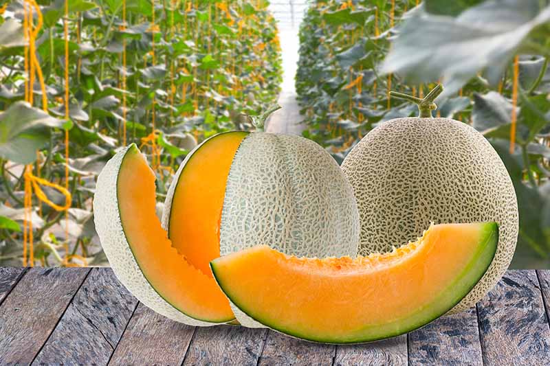 Horizontal image of two slices, a partially cut, and a whole cantaloupe with tan netting, on a wood surface.