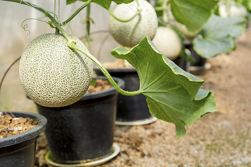 A close up of a row of black plastic pots growing cantaloupe melons indoors in a greenhouse, fading to soft focus in the background.