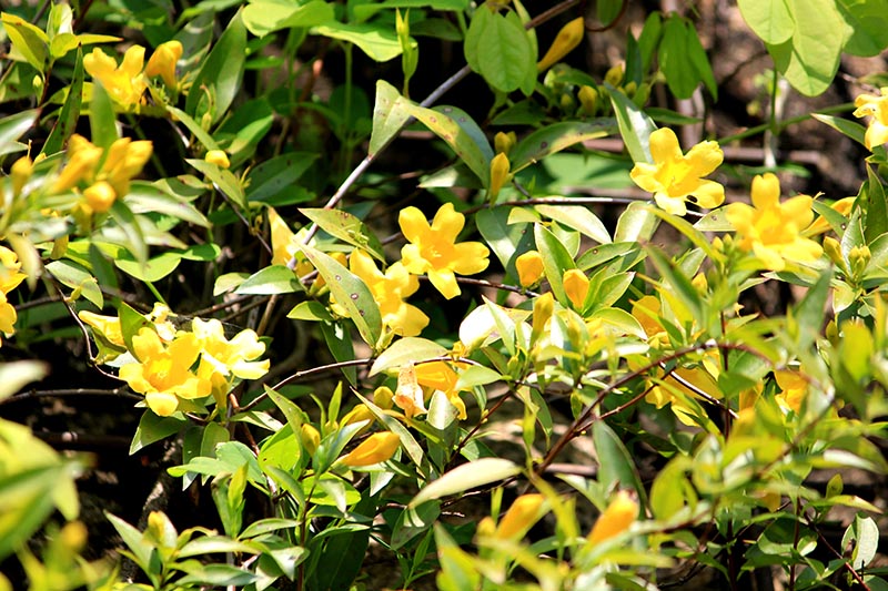 A close up of a Gelsemium sempervirens vine growing in the garden with bright yellow flowers contrasting with the dark green foliage, pictured in bright sunshine, fading to soft focus in the background.