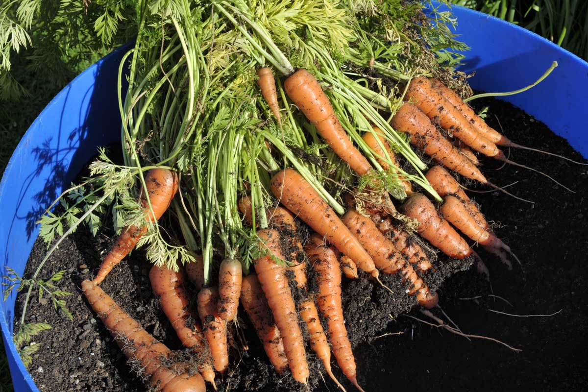 A close up of freshly harvested carrots with dark soil on the roots and the green tops still attached, set on dark earth in a blue container in bright sunshine.