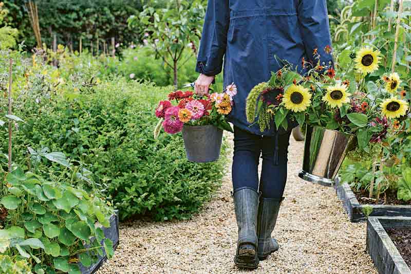 Horizontal closely cropped image of a woman clad in rubber boots, jeans, and a blue jacket, holding a large silver plastic vase of cut sunflowers and another container of cut pink, red, and orange zinnias, walking along a mulched garden path, with plants growing to the left and right in raised beds and an in-ground border.