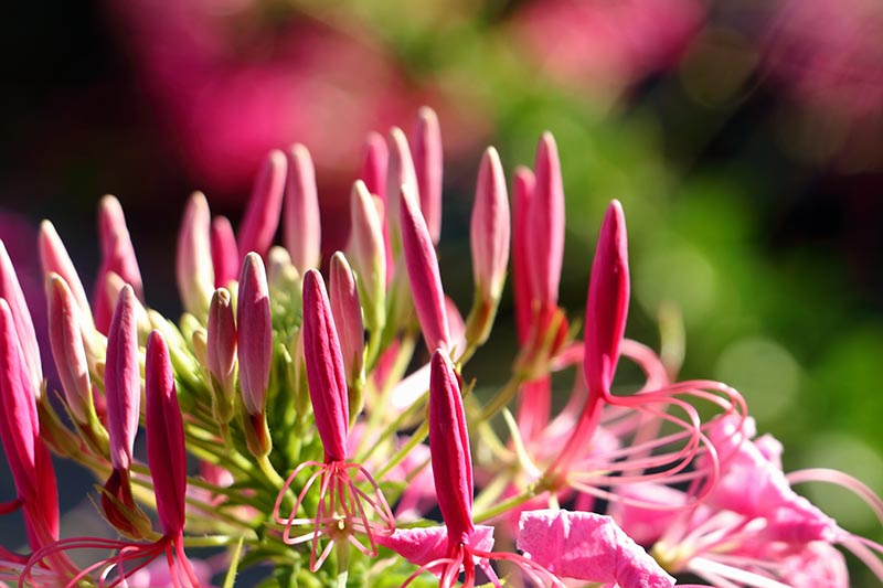 A close up of the unopened blooms of C. hassleriana pictured in bright sunshine on a soft focus background.