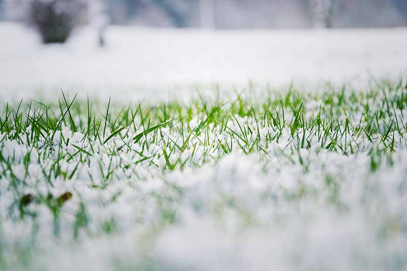 A close up of a lawn with bright green grass blades poking up through snow and frost, with a soft focus background.