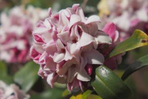 A close up horizontal image of a light pink winter daphne (D. odora) pictured in light sunshine on a soft focus background.