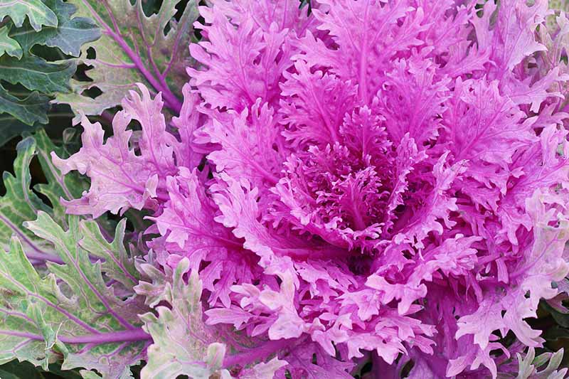 A close up of dramatic purple leaves of an ornamental kale plant with delicate frilly leaves. To the left of the frame are some of the light green leaves with purple veins.