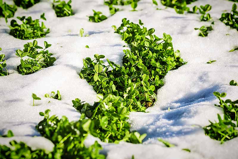 A close up horizontal image of clover growing as a cover crop in the snow pictured in bright sunshine.