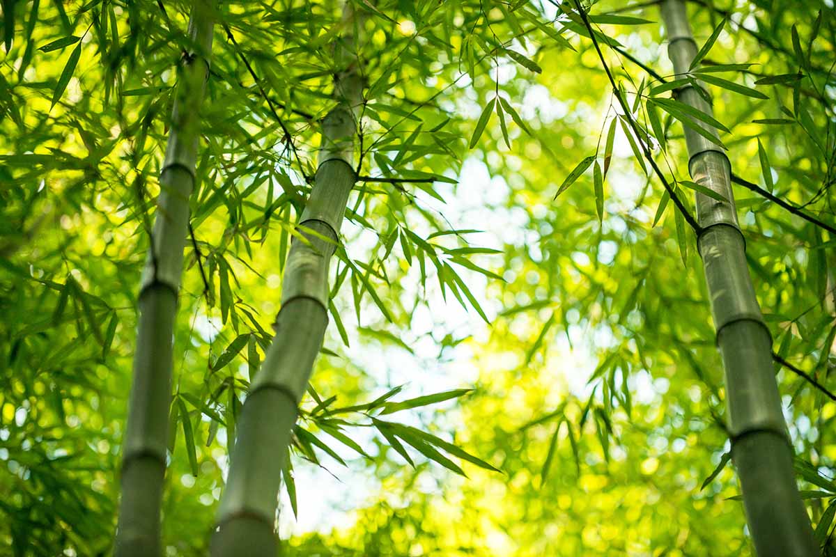 A close up horizontal image of the stems and foliage of bamboo with light filtering through from above.