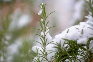A close up of a rosemary sprig with frost on its delicate leaves, in the background is the frost-covered bush fading to soft focus.
