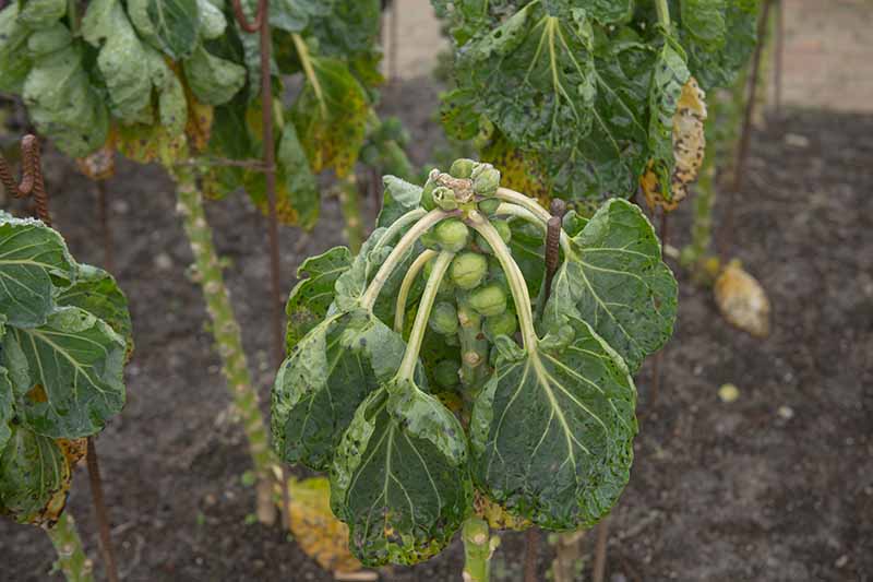A close up horizontal image of brussels sprout plants growing in the garden suffering from disease.