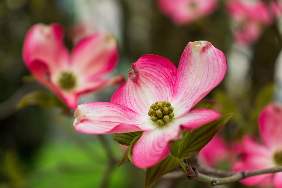 A close up horizontal image of pink and white dogwood flowers pictured on a soft focus background.