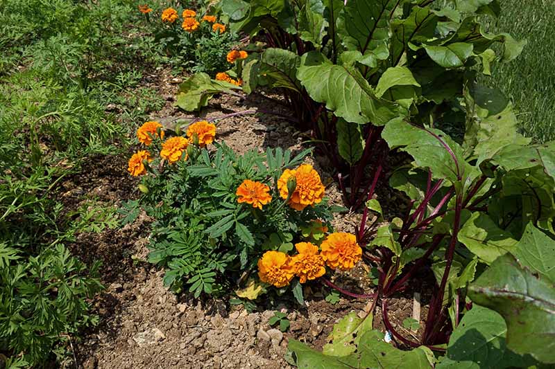 A close up horizontal image of marigolds growing the garden, companion planted with vegetables.