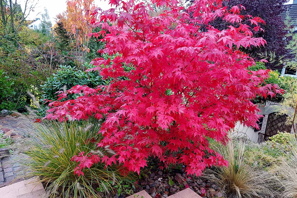 A close up horizontal image of a Japanese maple growing in a garden border with carefully chosen companion plants.