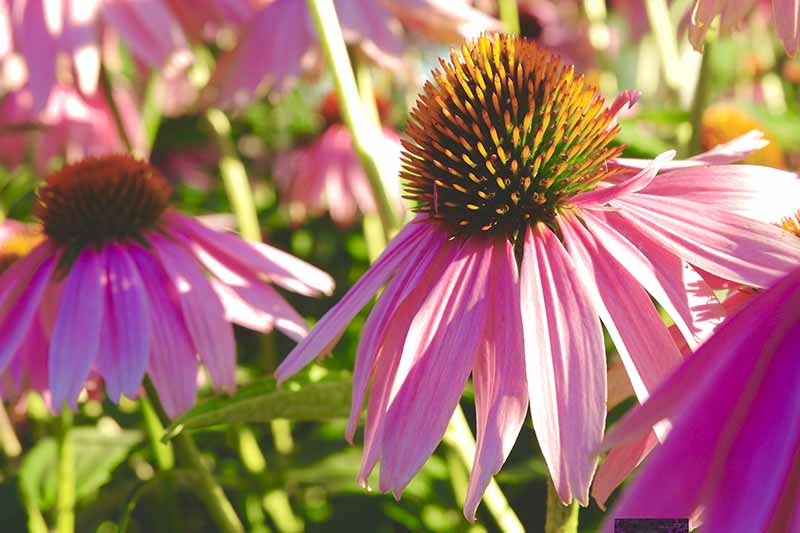 A close up horizontal image of bright pink coneflowers growing in the garden pictured in light filtered sunshine.