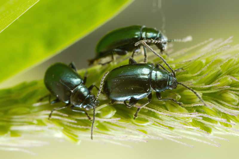 Three green flea beetles crawling on a wheat stem.