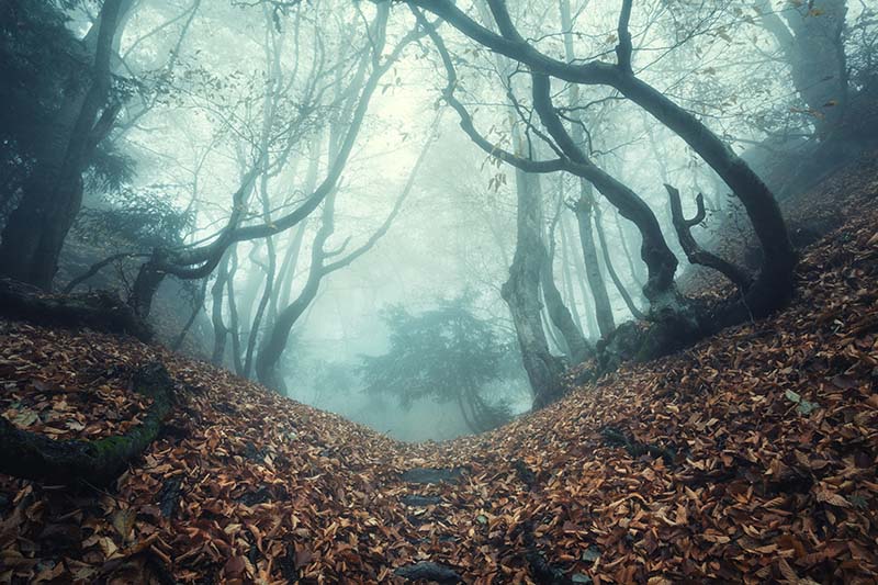 A horizontal picture of a sinister looking forest with a path running through it on a misty, foggy evening.